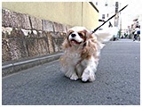 ショコラ きょうのわんこ 写真2