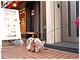ショコラ きょうのわんこ 写真3