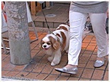 ショコラ きょうのわんこ 写真5