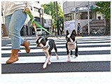 レディ・アン きょうのわんこ 写真2