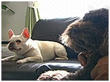 珊瑚 きょうのわんこ 写真2