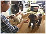 珊瑚 きょうのわんこ 写真3