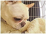 珊瑚 きょうのわんこ 写真5