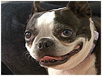 天 きょうのわんこ 写真1