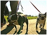 天 きょうのわんこ 写真3