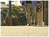 そら きょうのわんこ 写真3