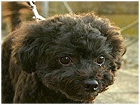 ここあ きょうのわんこ 写真1