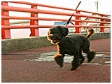 ここあ きょうのわんこ 写真2