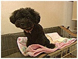 ここあ きょうのわんこ 写真4