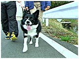 アン きょうのわんこ 写真2