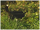 アン きょうのわんこ 写真3