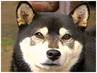 くるみ きょうのわんこ 写真1