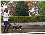 くるみ きょうのわんこ 写真3