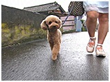トト きょうのわんこ 写真2