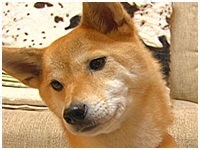ねね きょうのわんこ 写真1