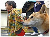 ねね きょうのわんこ 写真5