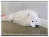 宇宙 きょうのわんこ 写真3