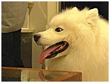 宇宙 きょうのわんこ 写真5