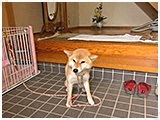 ふ久 きょうのわんこ 写真2
