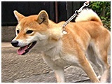 ふ久 きょうのわんこ 写真3