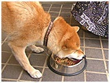 ふ久 きょうのわんこ 写真4
