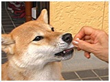 ふ久 きょうのわんこ 写真5