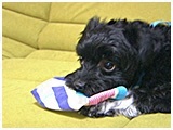 くつした きょうのわんこ 写真4