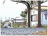 バン きょうのわんこ 写真2