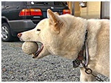 バン きょうのわんこ 写真3