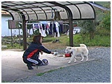 バン きょうのわんこ 写真5