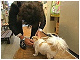 コロン きょうのわんこ 写真3