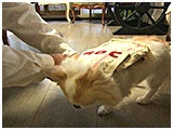 コロン きょうのわんこ 写真4