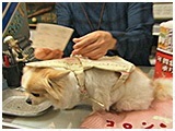 コロン きょうのわんこ 写真5