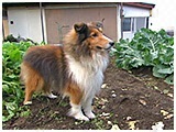 トム きょうのわんこ 写真3