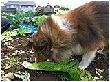トム きょうのわんこ 写真4