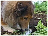 トム きょうのわんこ 写真5
