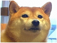 くるみ きょうのわんこ 写真1