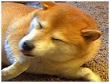 くるみ きょうのわんこ 写真2