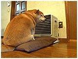 くるみ きょうのわんこ 写真3