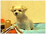 くるみ きょうのわんこ 写真4