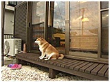 くるみ きょうのわんこ 写真5