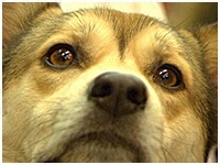 はやて きょうのわんこ 写真1