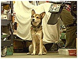 はやて きょうのわんこ 写真2