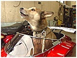 はやて きょうのわんこ 写真3
