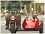 はやて きょうのわんこ 写真5