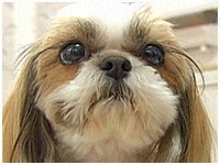 わたげ きょうのわんこ 写真1