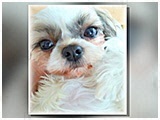 わたげ きょうのわんこ 写真3