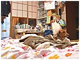 レシア きょうのわんこ 写真2