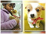 ベル きょうのわんこ 写真2