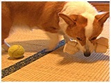 ベル きょうのわんこ 写真3